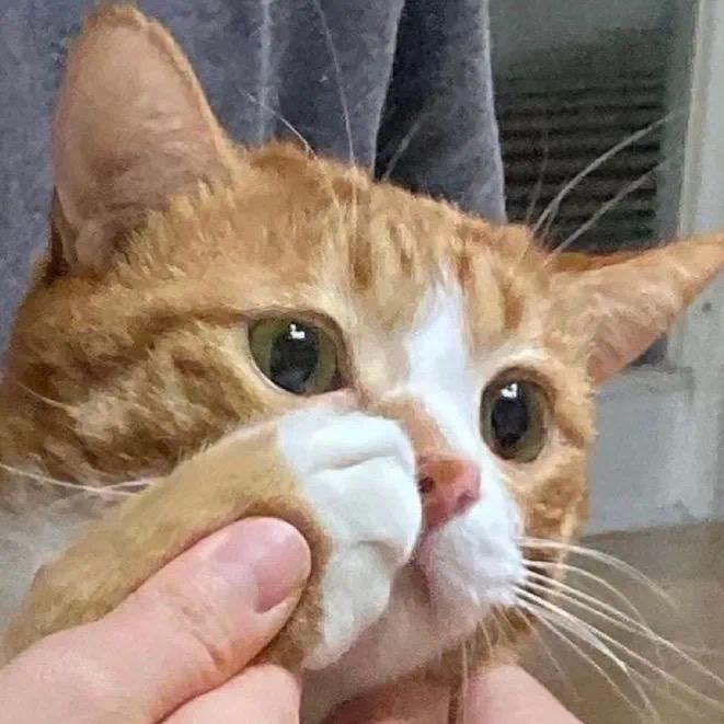 小小猫咪咪