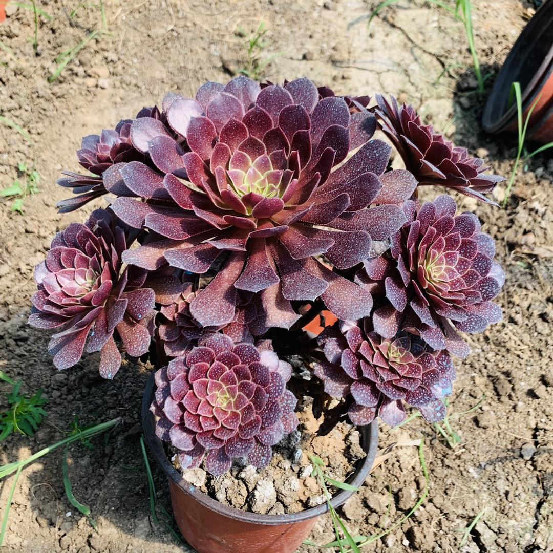 唯尚品法师园艺