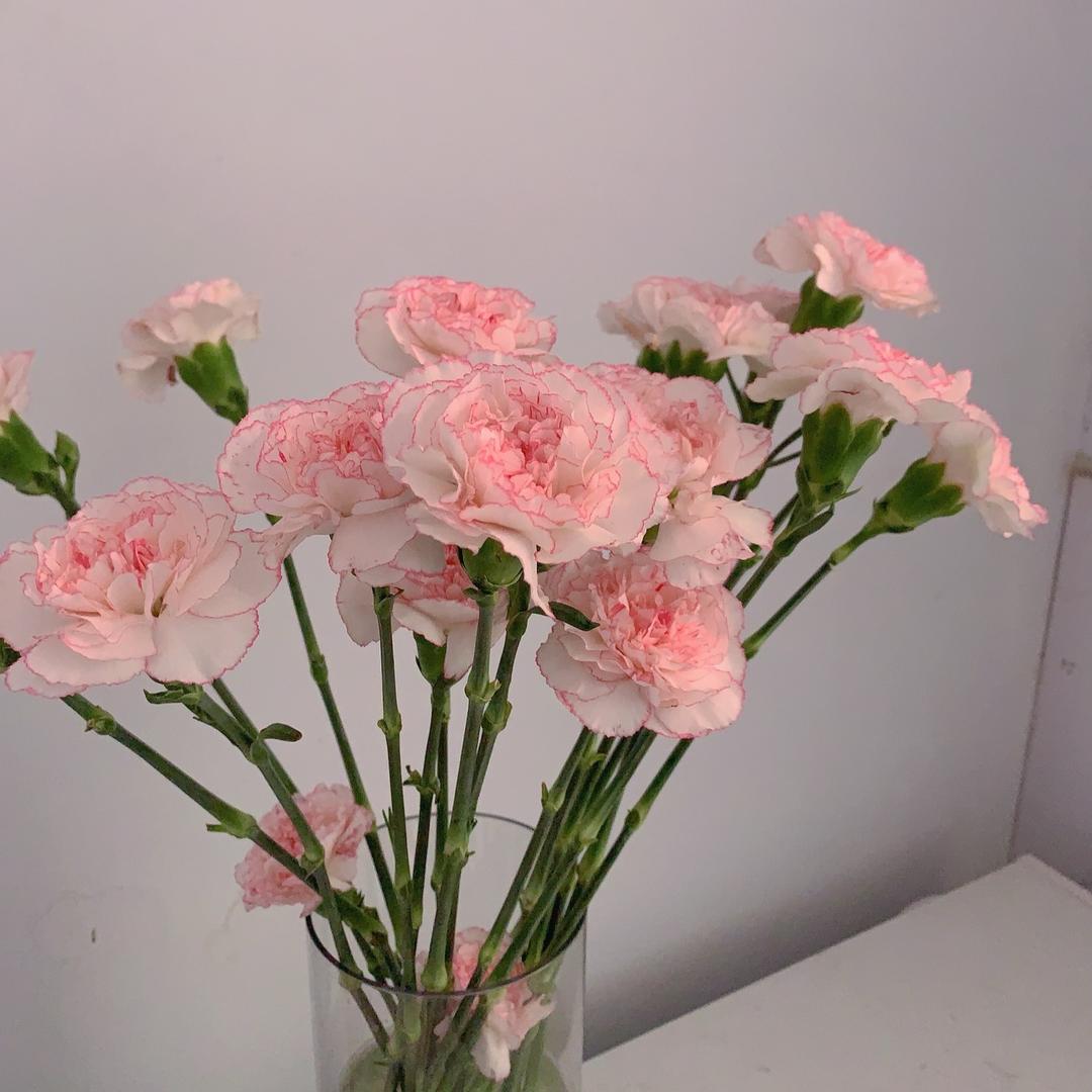 悦月园艺花卉