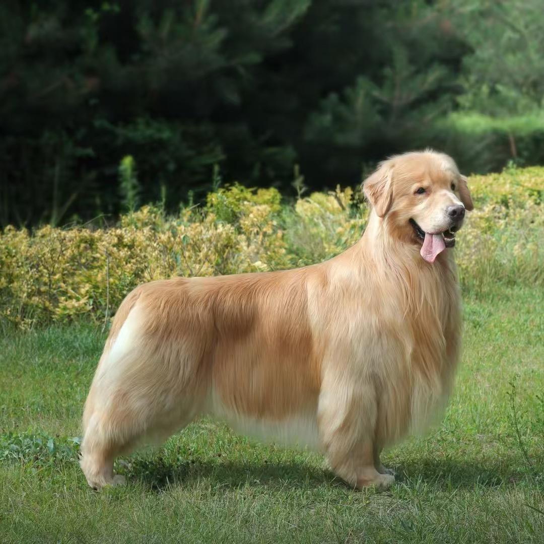 嘉犬雅舍