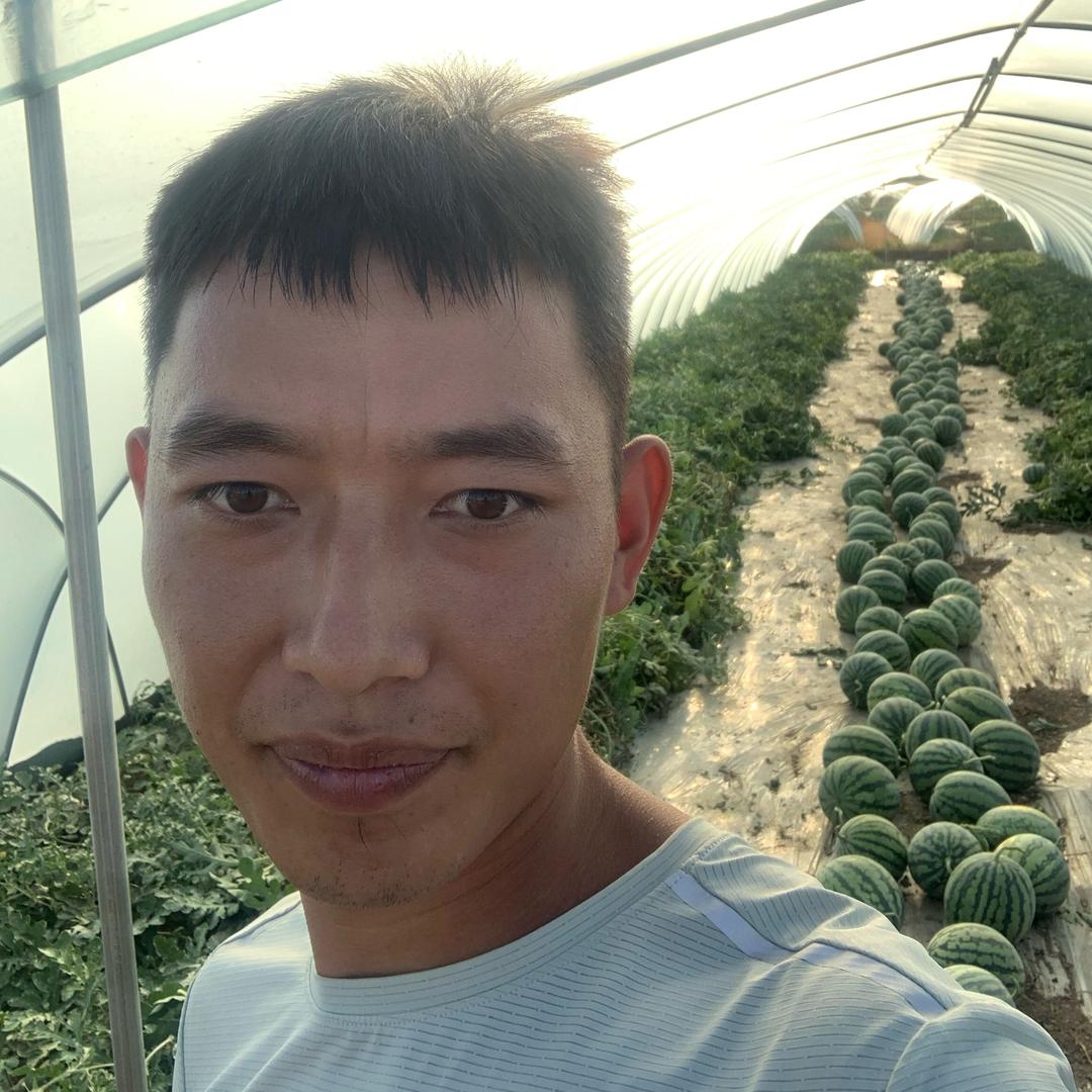 西瓜种植（陆磊）🍉