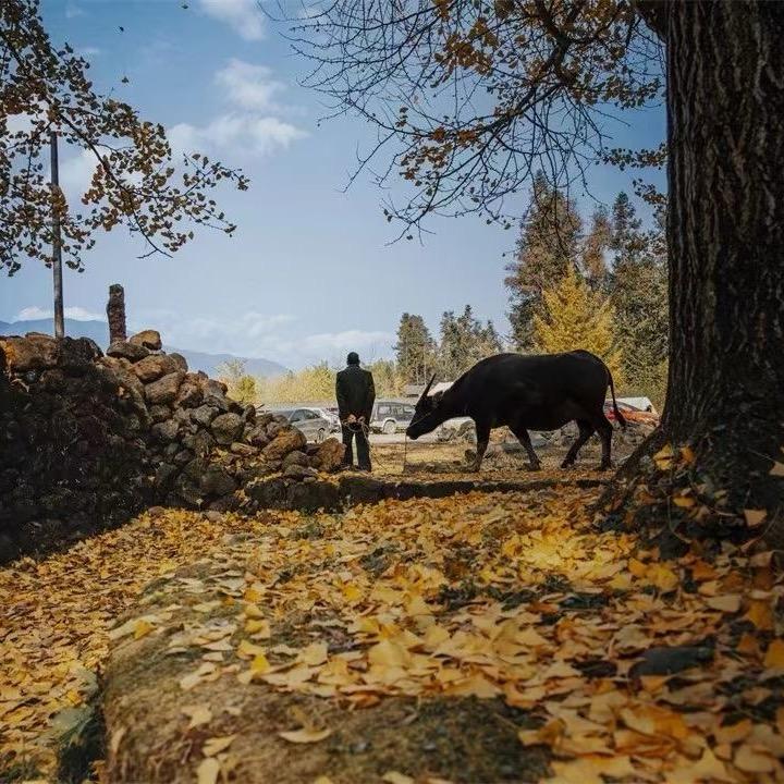 云边山货表姐弟