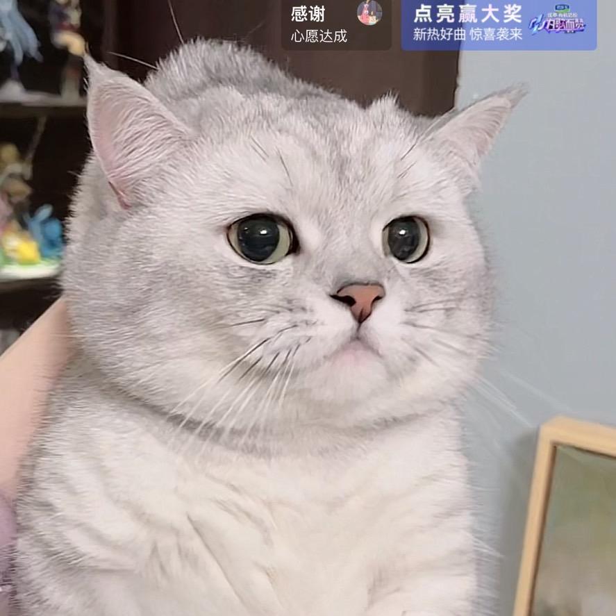 好好训教🐱