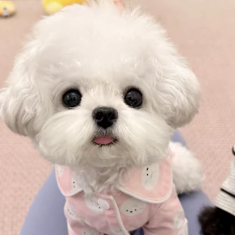 漫漫萌宠