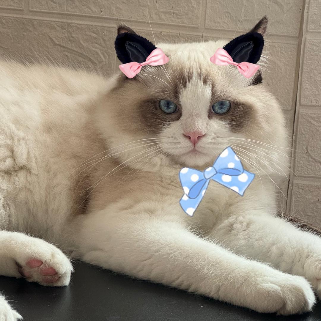 榴莲是只布偶猫