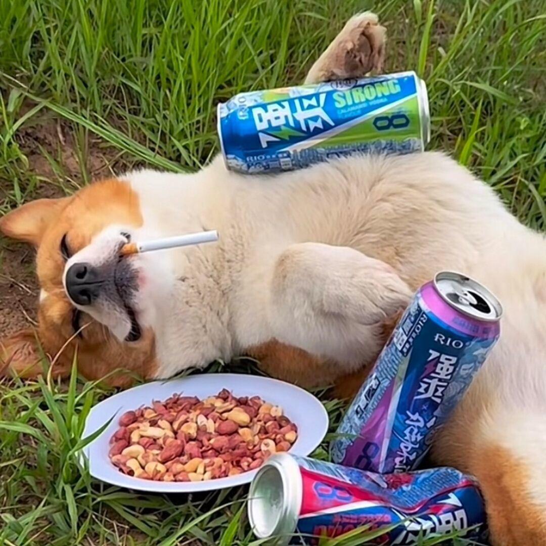 疯狂的兔儿（宝宝）