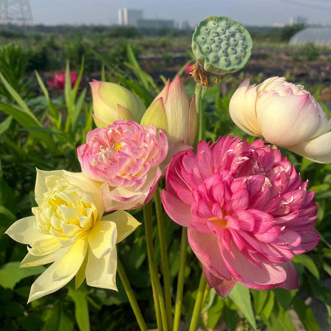 秋小荷