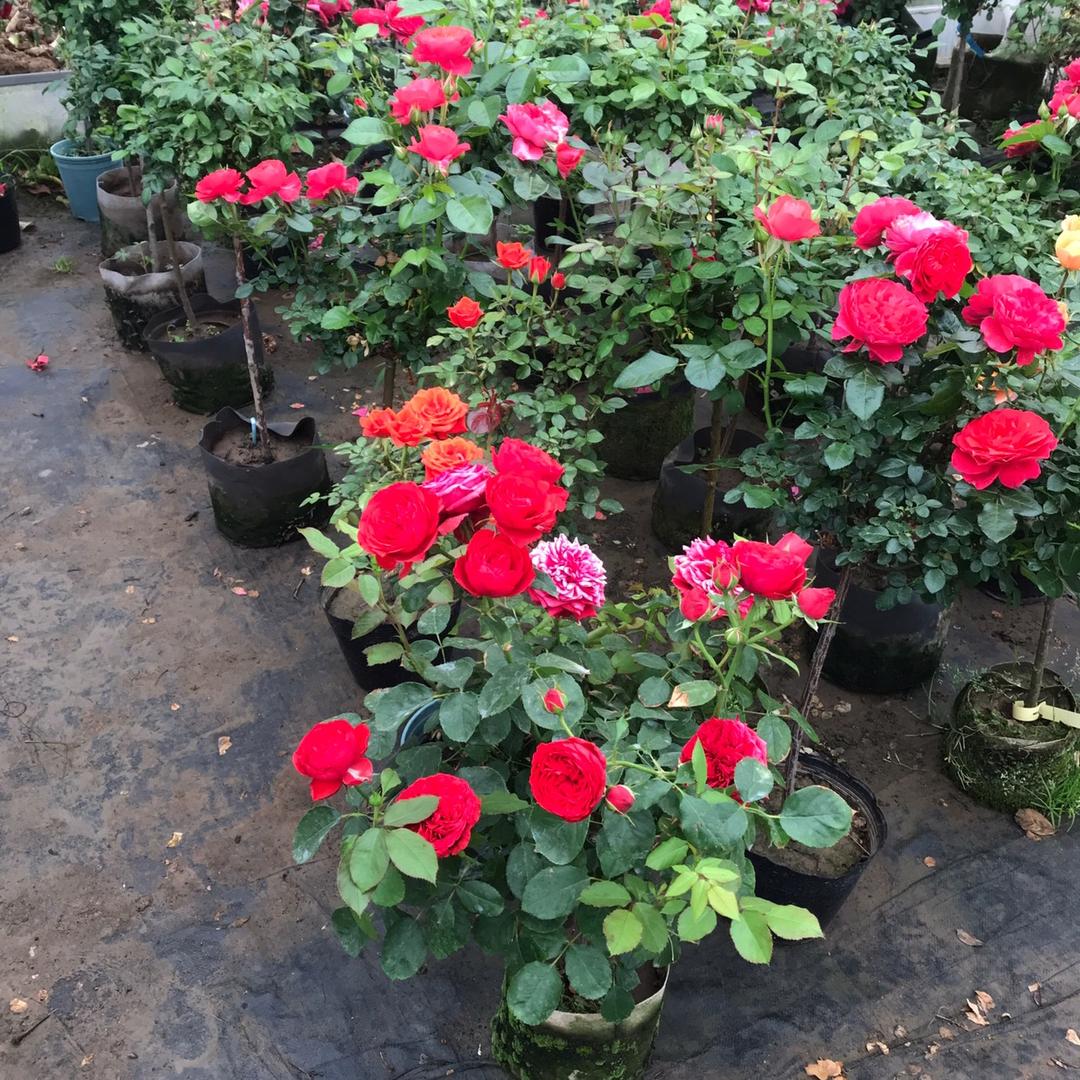 花花家1