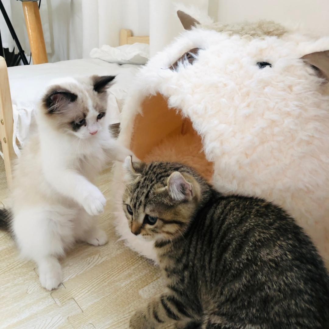 兔兔猫（户外溜猫版）
