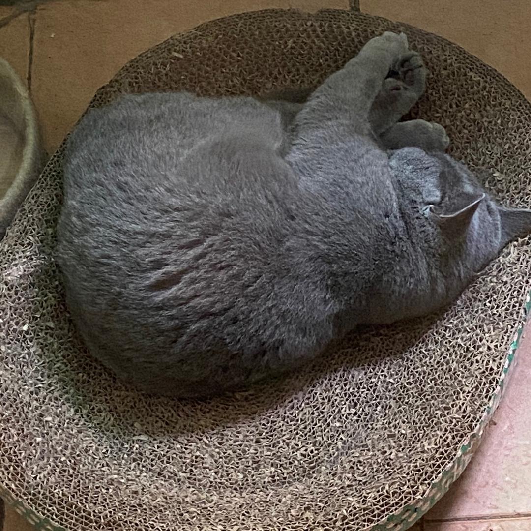 在蹲小黑屋的朝暮