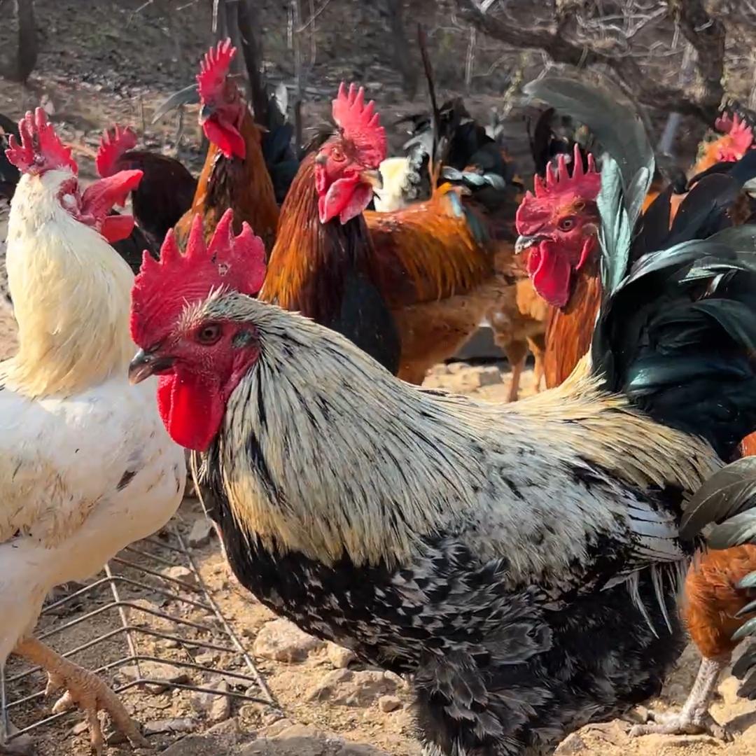 蓟县散养溜达鸡