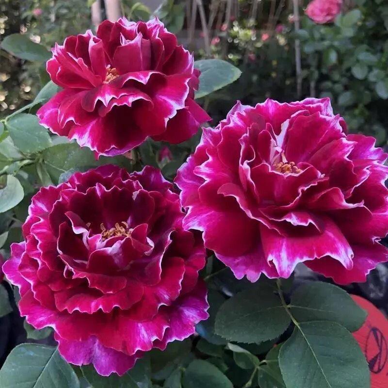 阿妹花卉园艺场