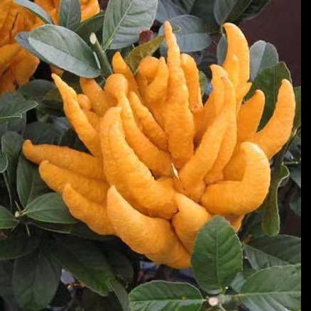 见欢绿植苗木