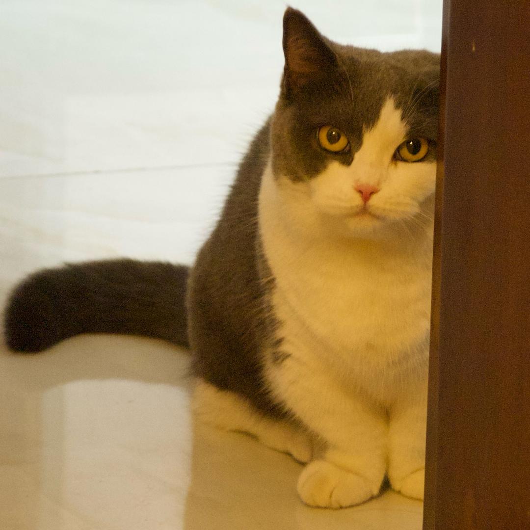 拐拐小猫