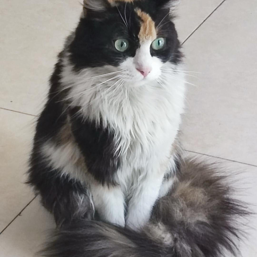 🌈🌈烟桑鸢