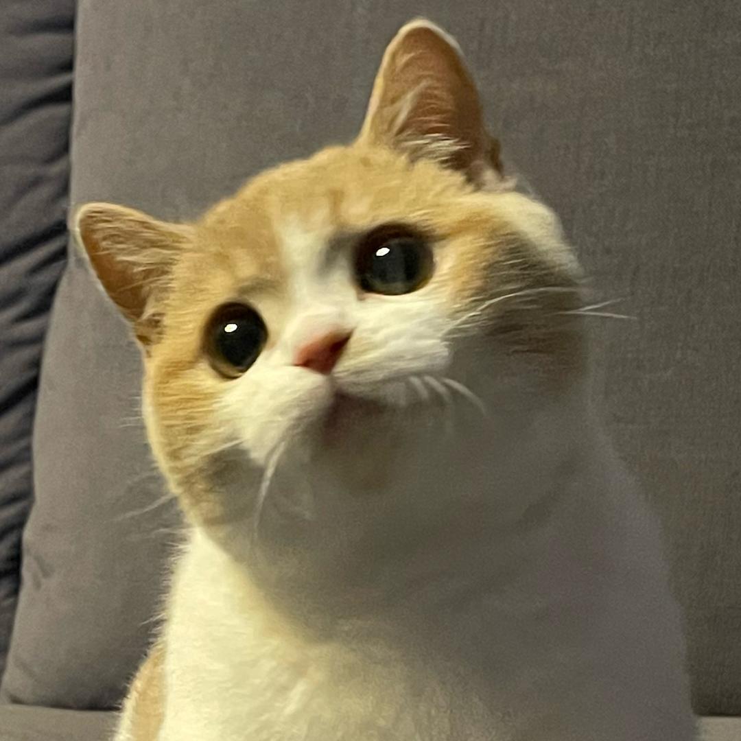 小猪爱喝粥