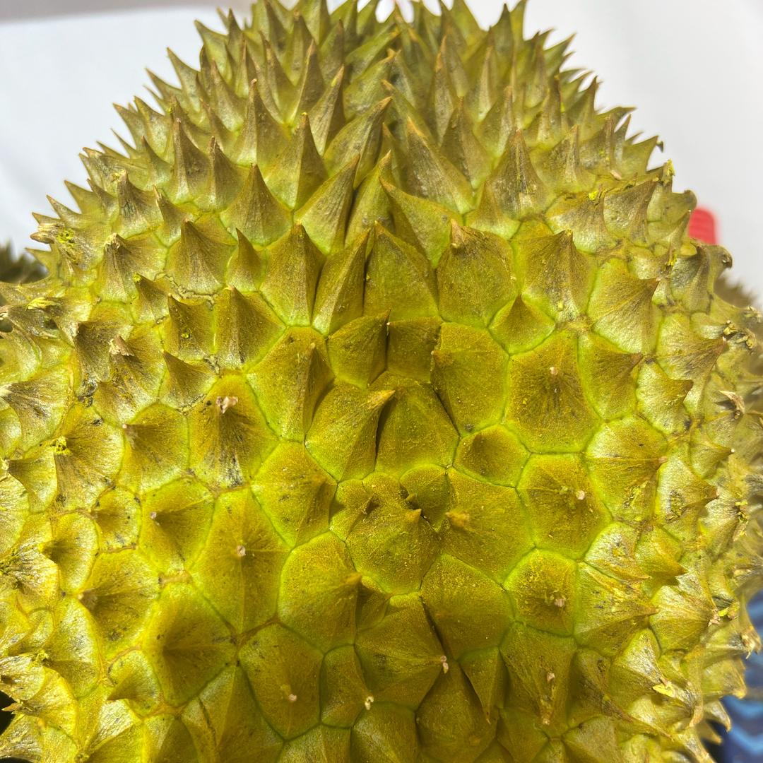 泰榴香小时达