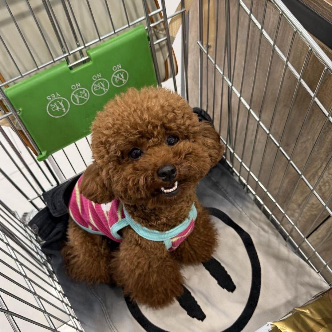 成都十陵瑞祥萌宠屋