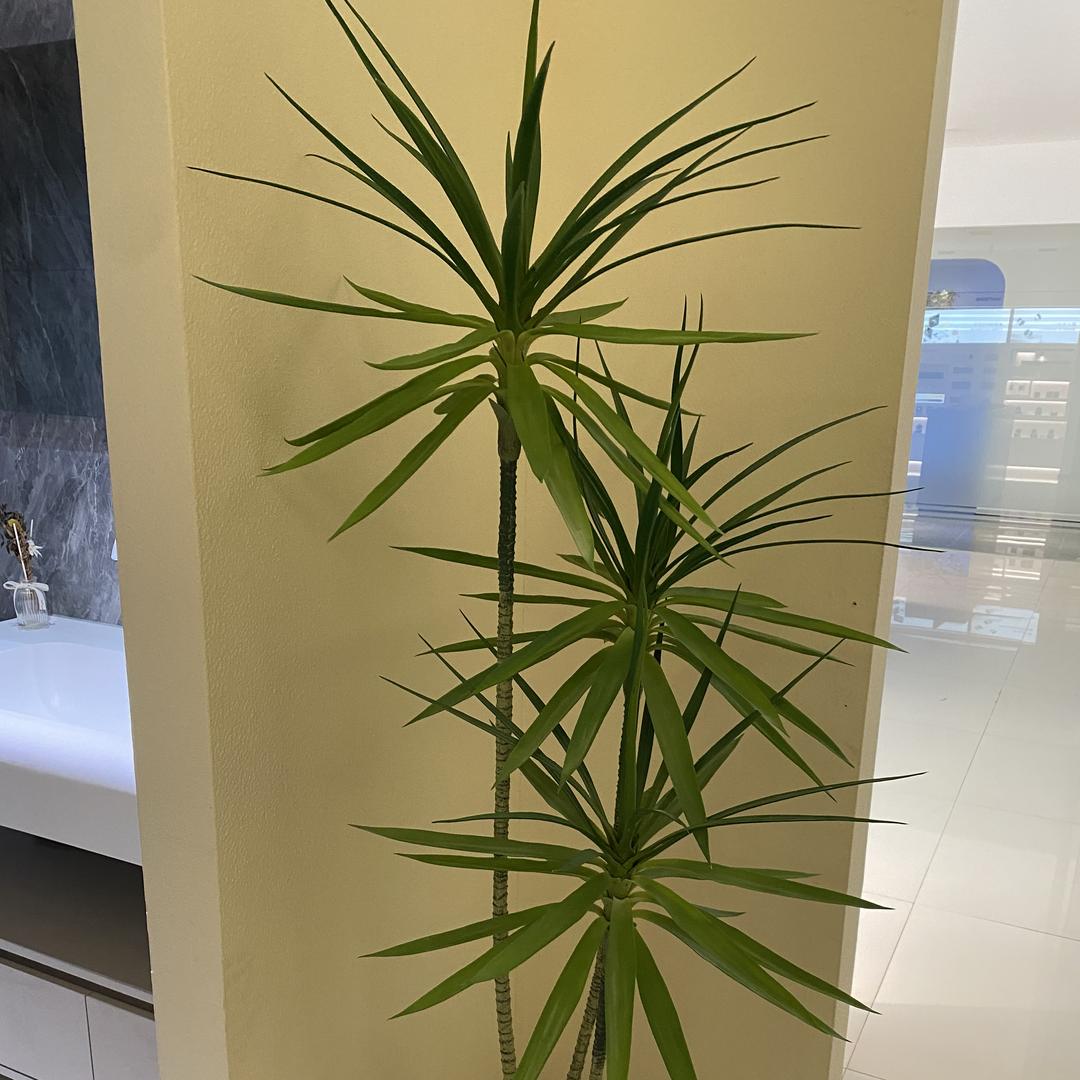 汐月中古手表小铺