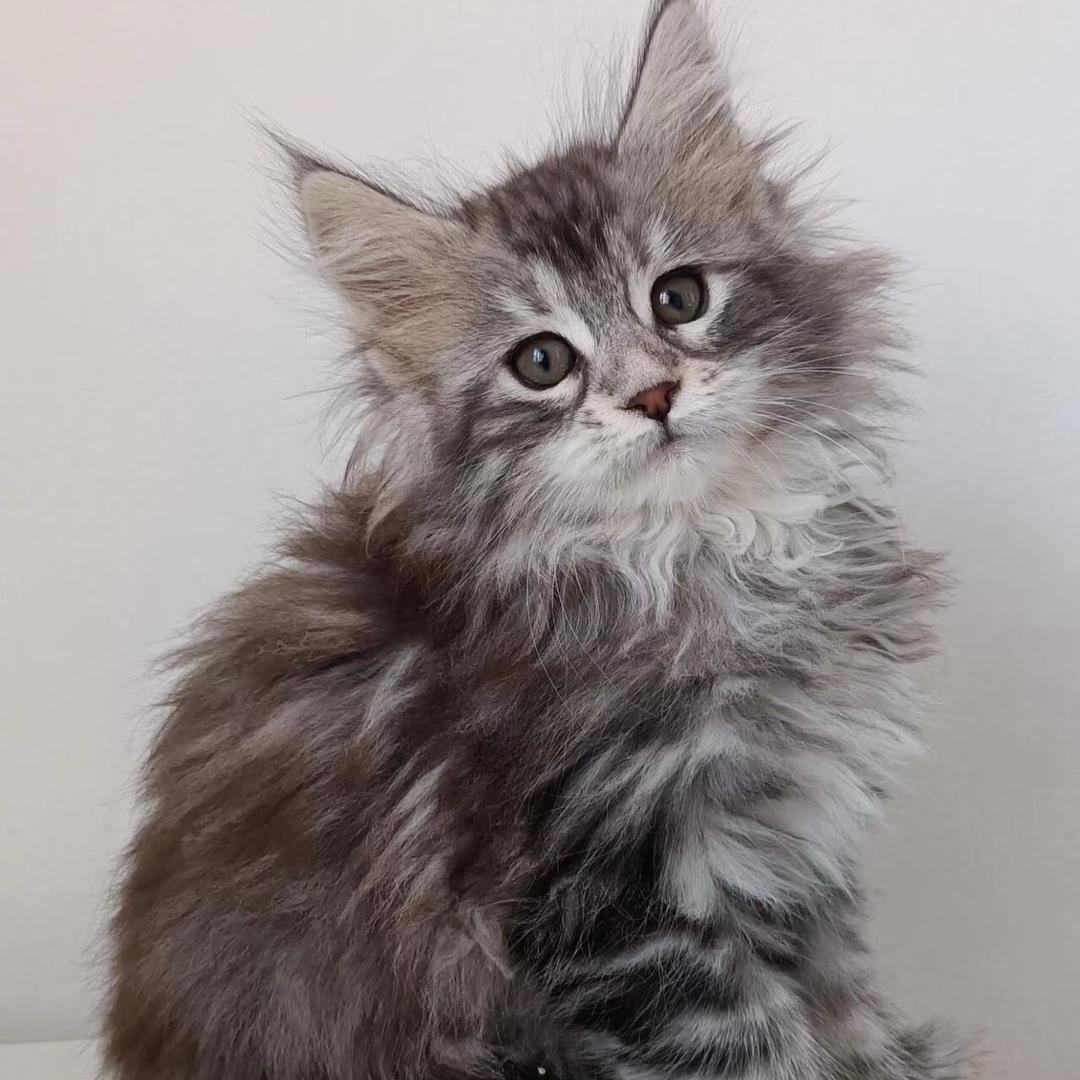 猫宝