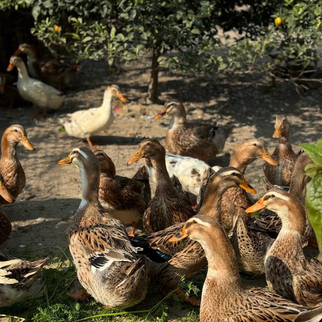 和新蛋老板（农家小菜）