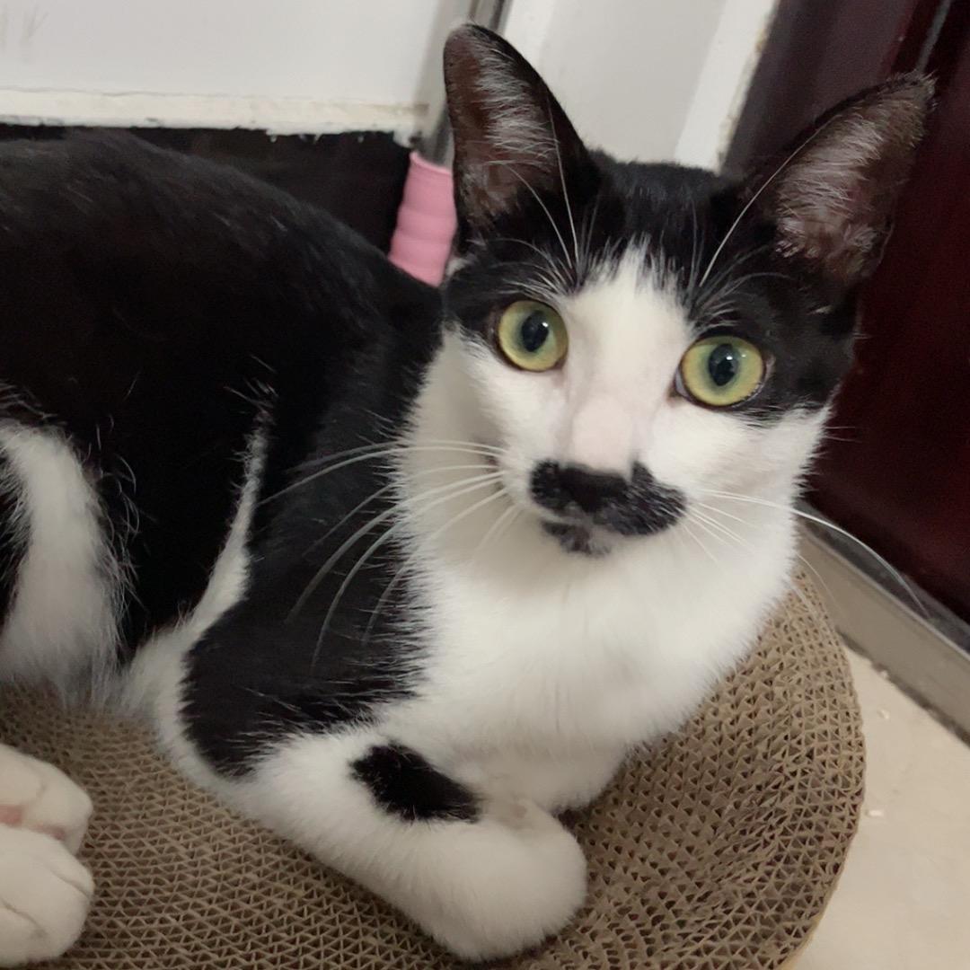 ❤️🐱的流年呀～头像