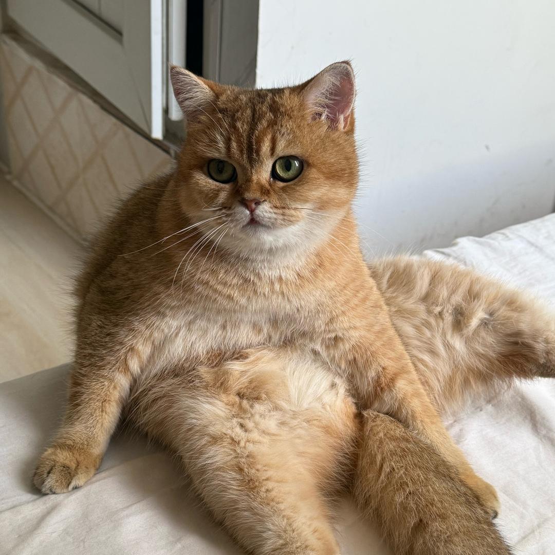 依依呀