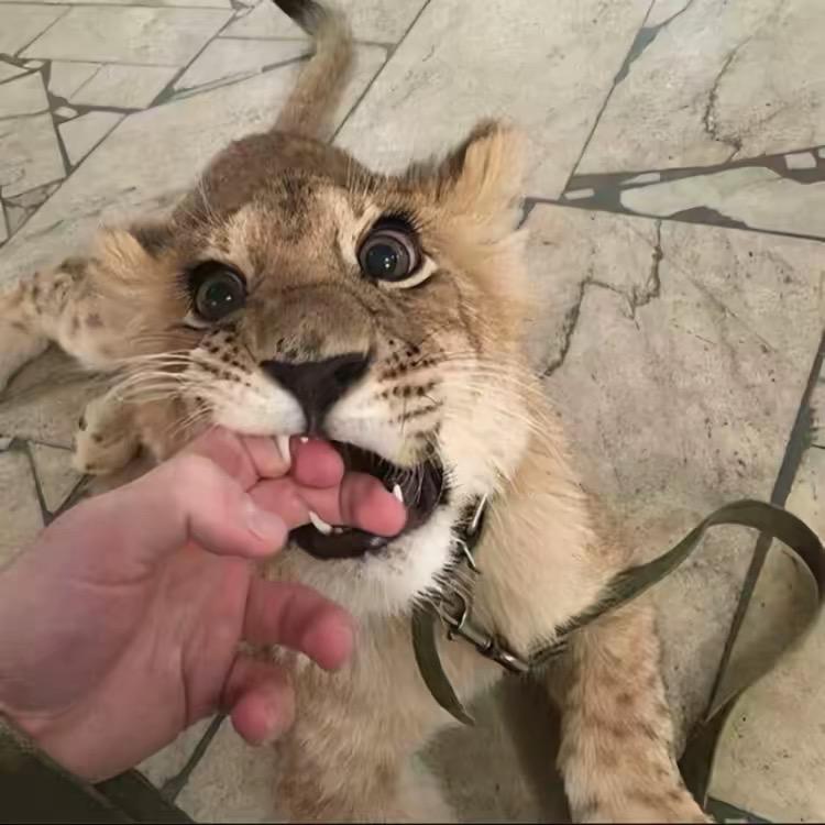 明天就减肥