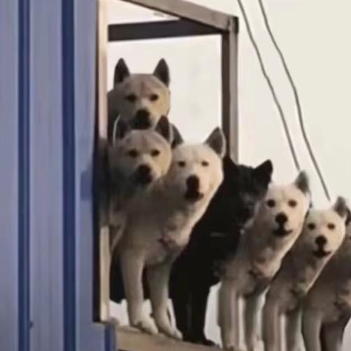 鲨鱼恶霸！