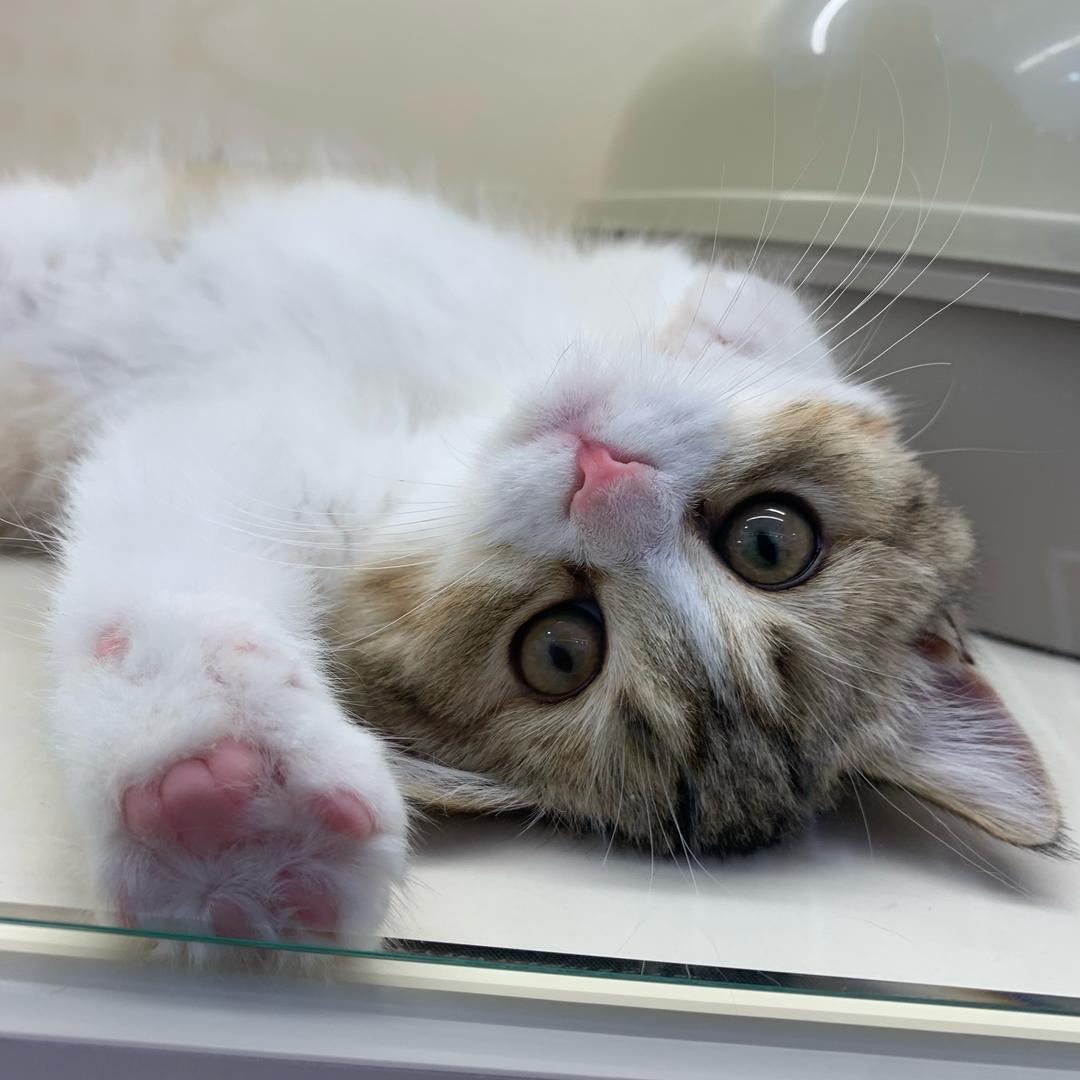 泡芙糯米卷🦈ෆ²⁹⁹