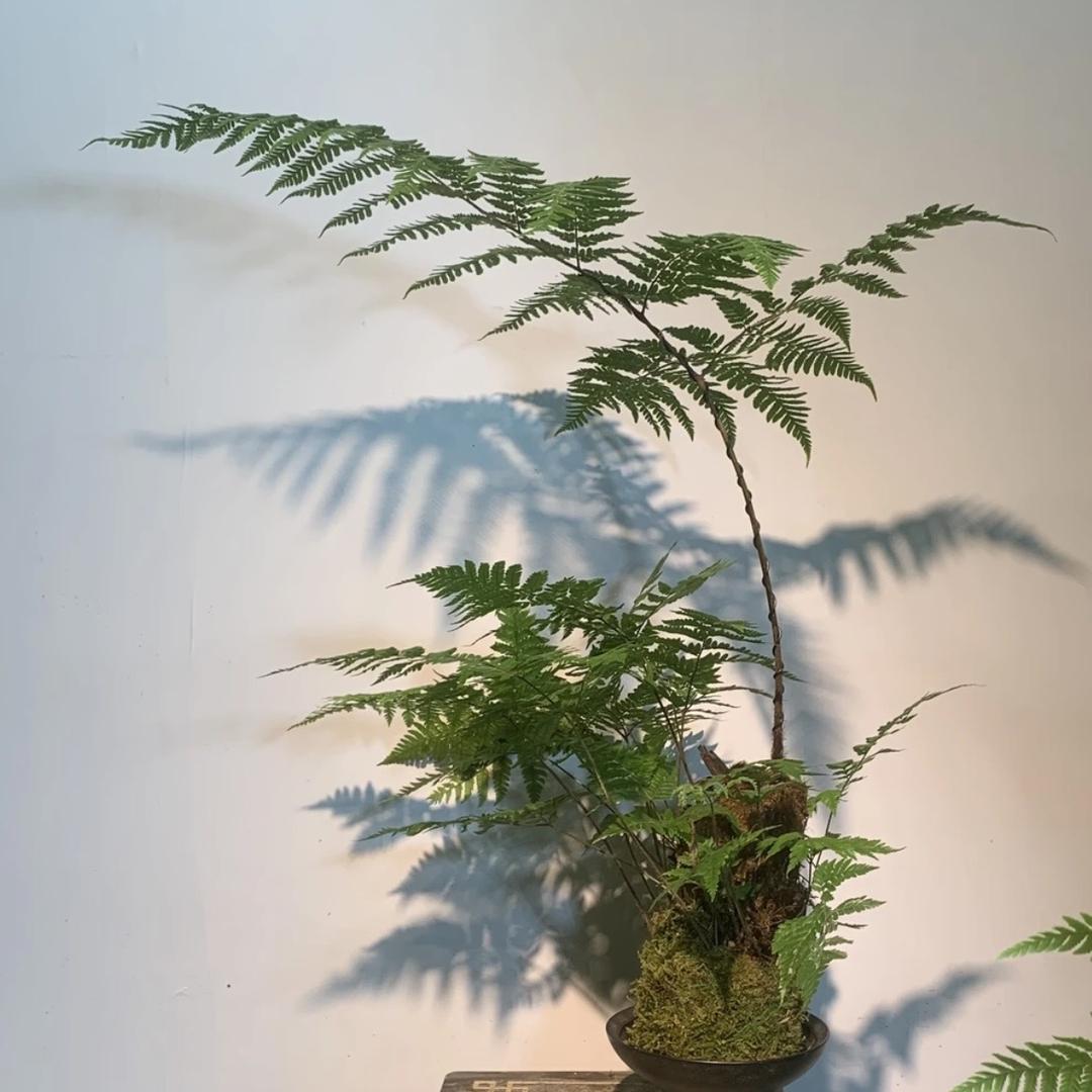 爱上绿植臻选阁