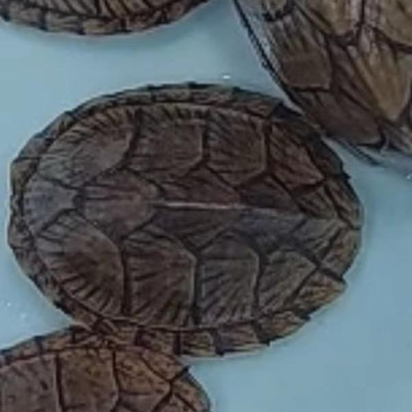 耕渔牧龟（啊源）