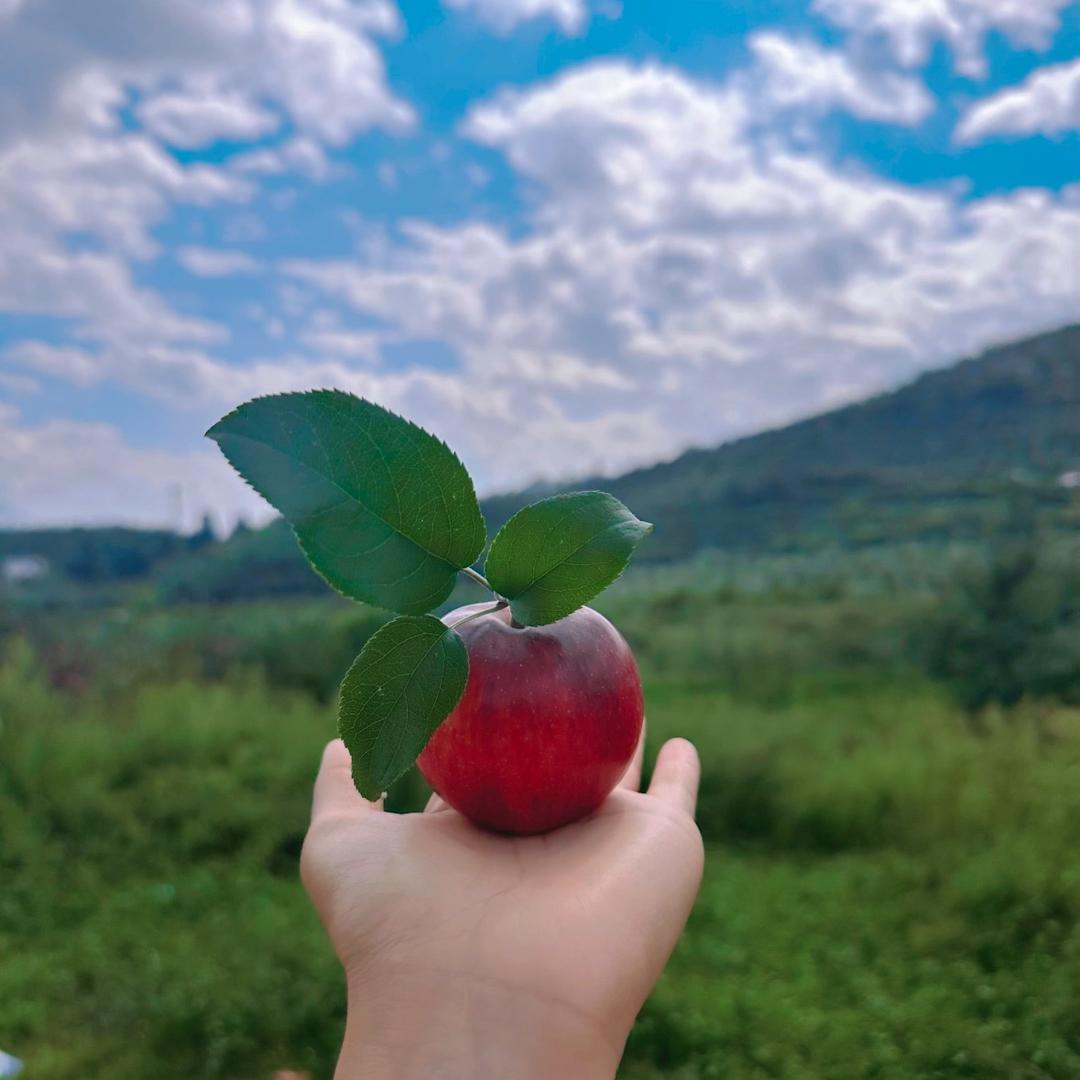 开心果