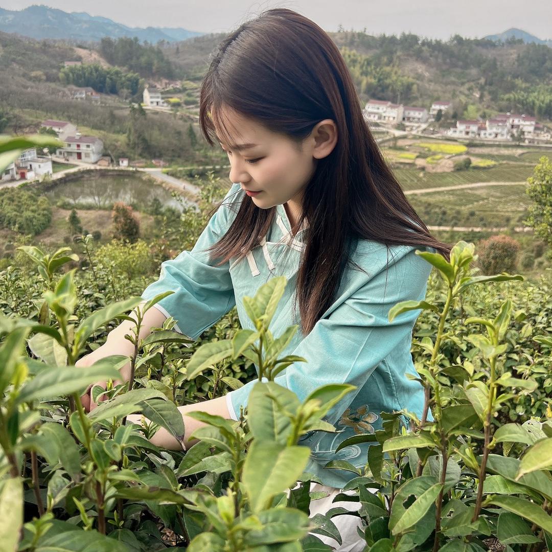 孔庄茶叶