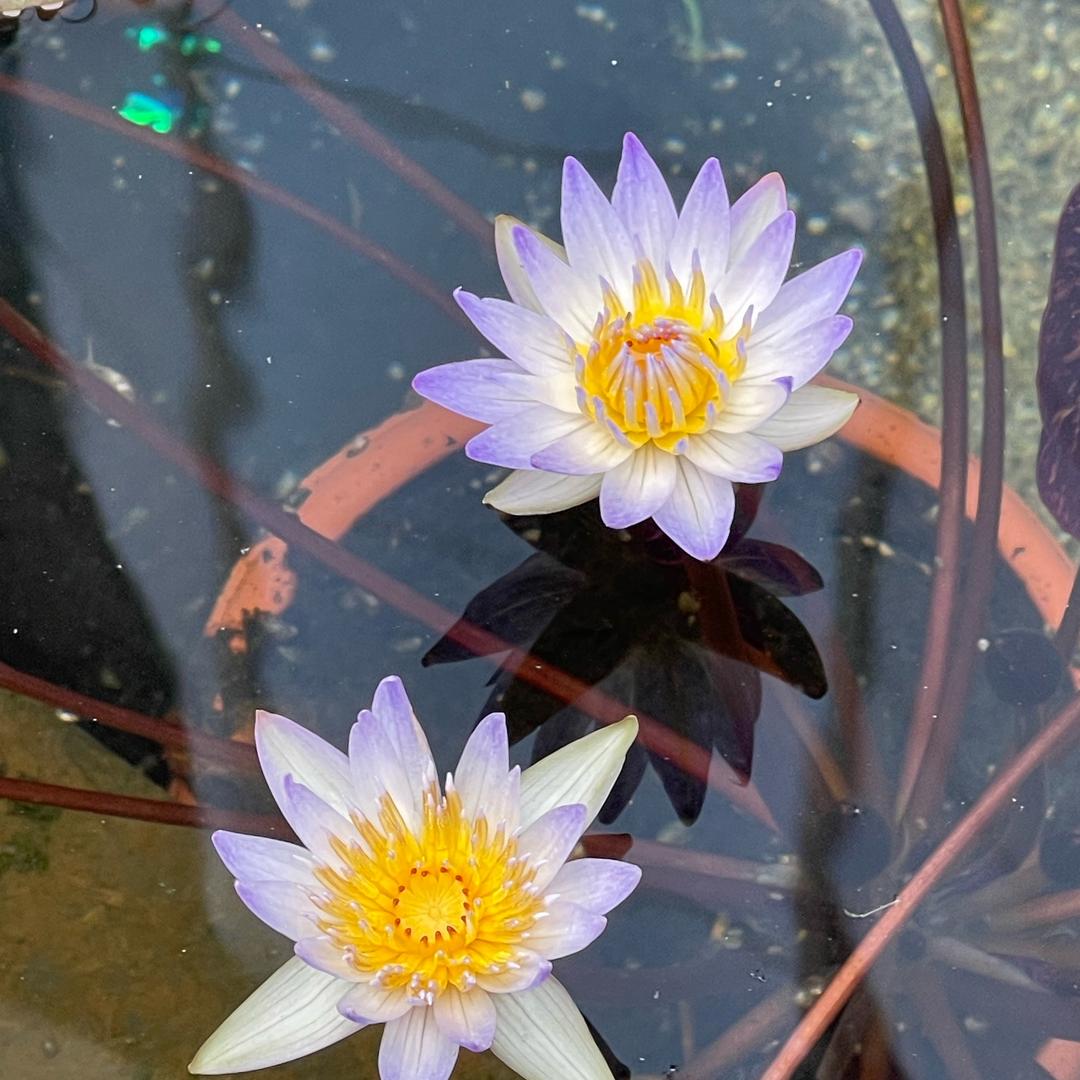 🦋🦋云汐缘🦋🦋
