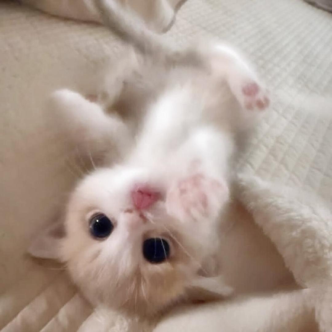 咪