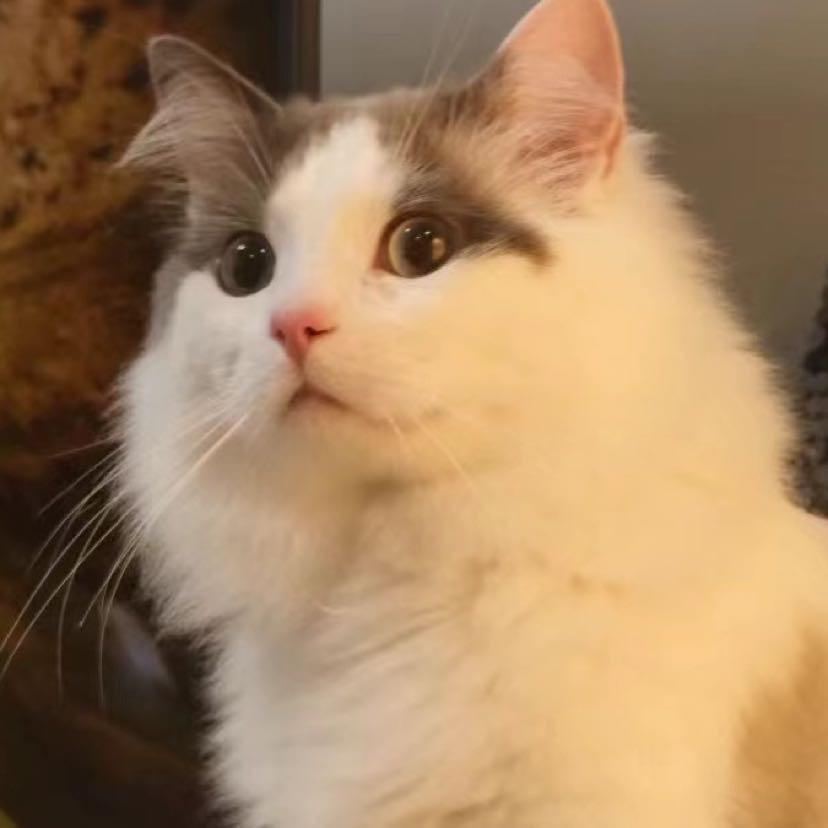 feifeicat7