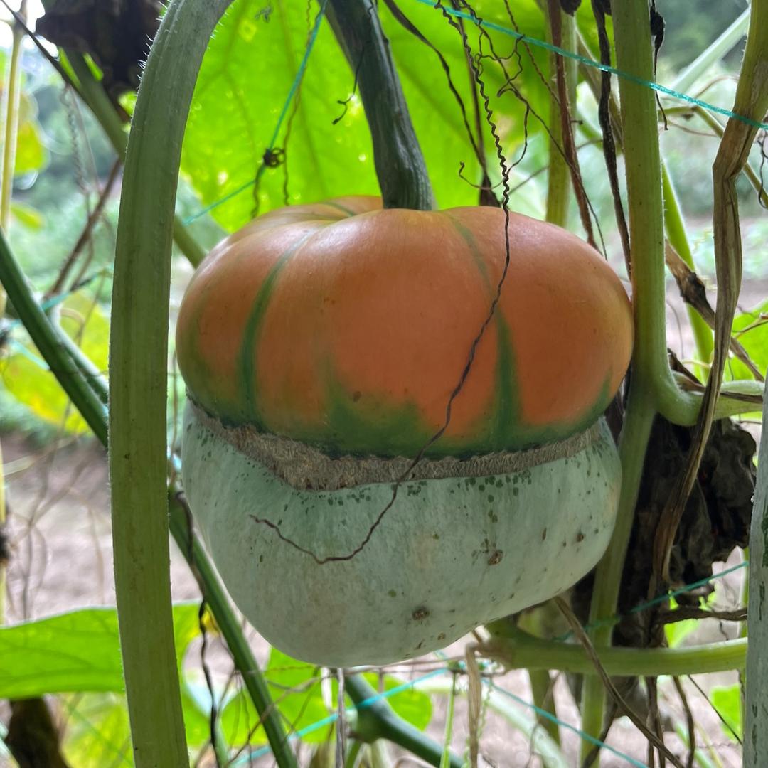 小落落