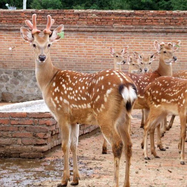双阳鹿甄选（鹿茸🩸）
