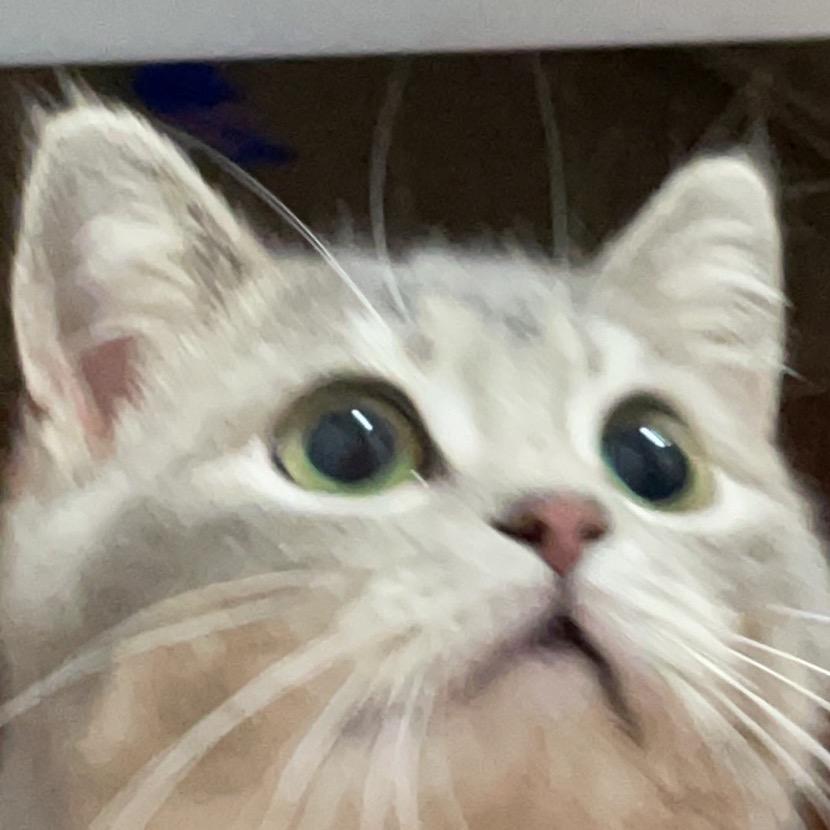 了不起的小猫咪