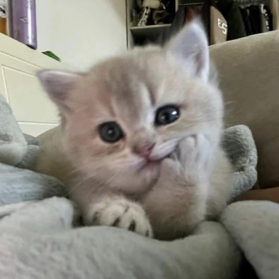 Qq_