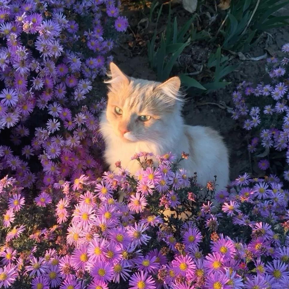 Amber_