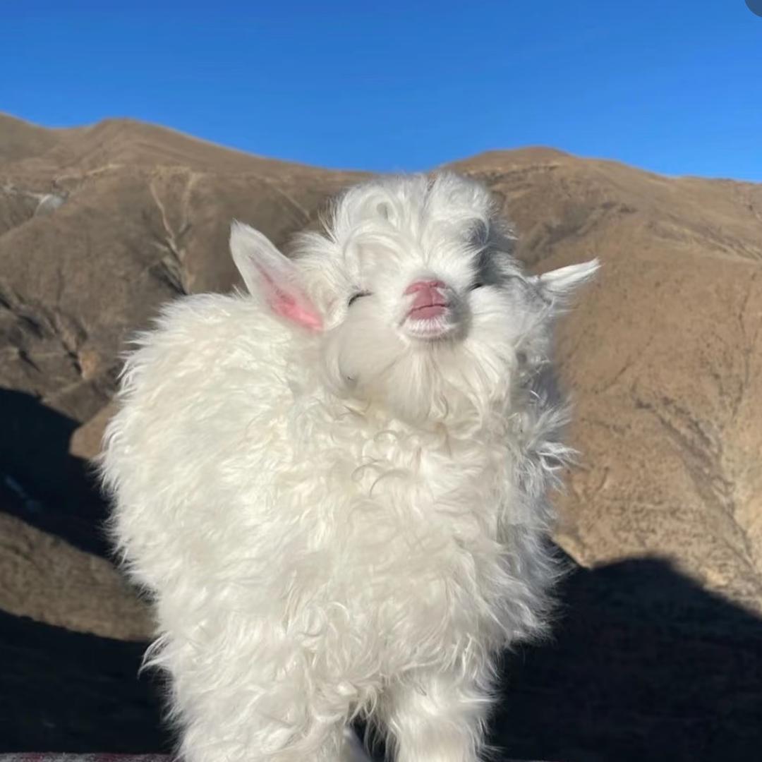 退休后的美国总统回英国当女王