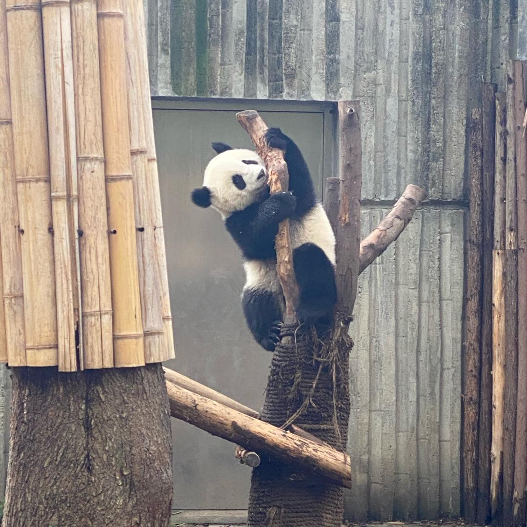 CCU荒野求生