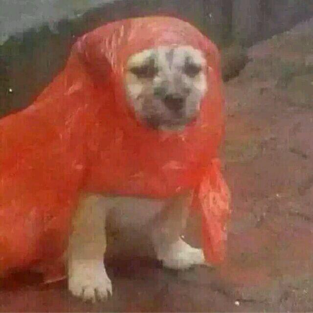 申秋头像