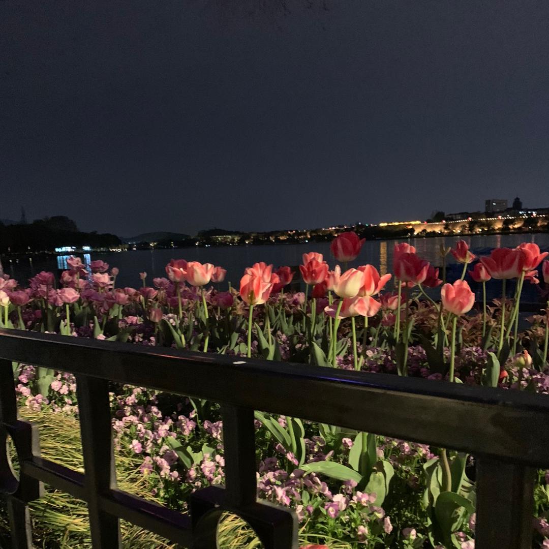 落花无悔