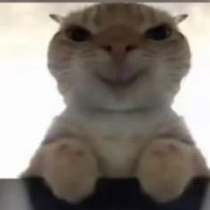 地铁鼠鼠
