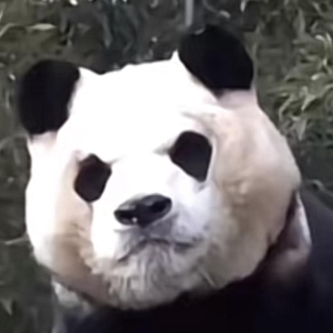 笨笨熊🐻