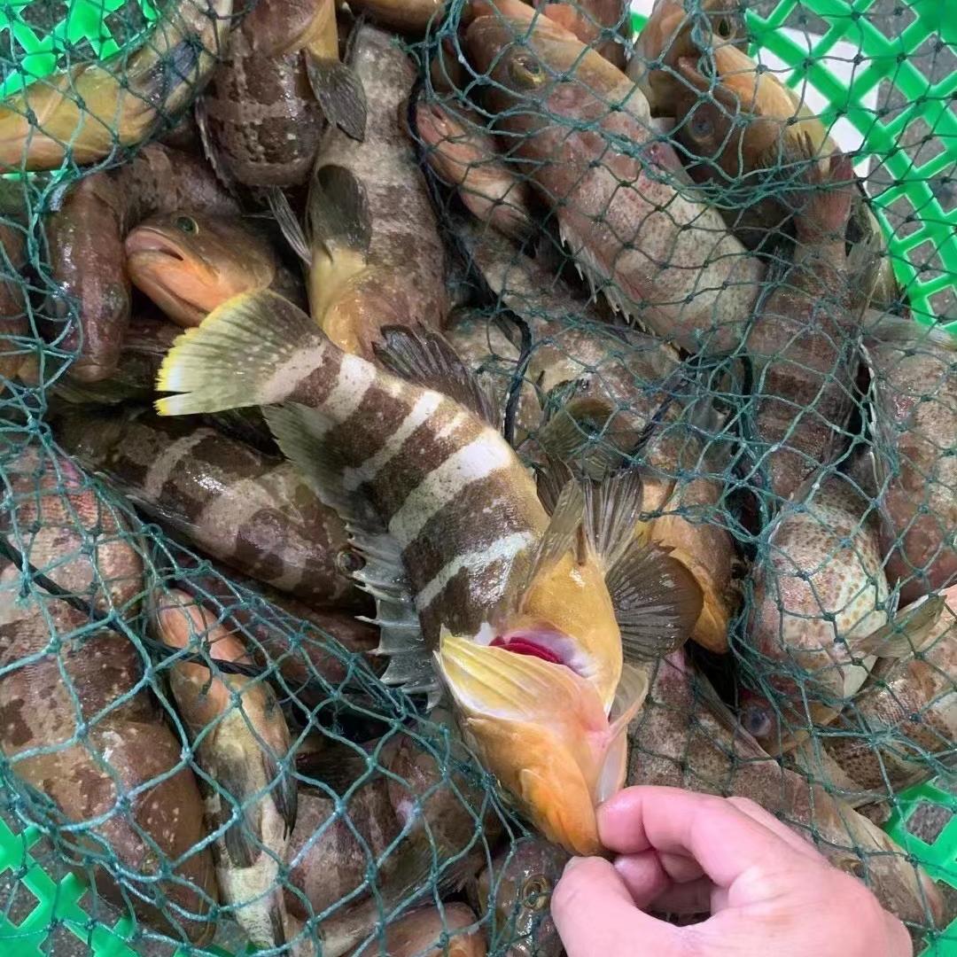 东山岛渔菇娘海鲜臻选