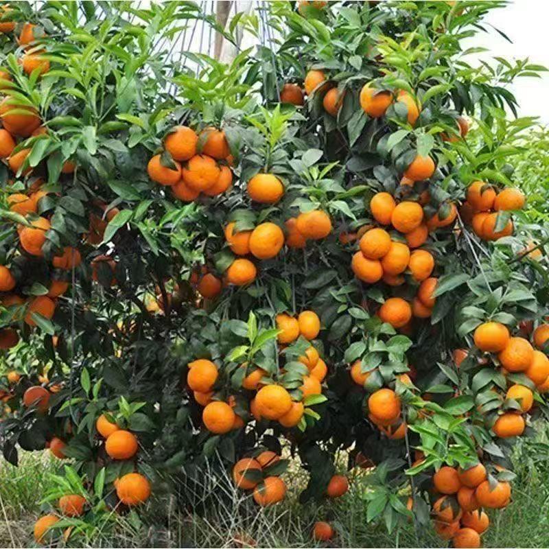 丰欧花卉专营店严选